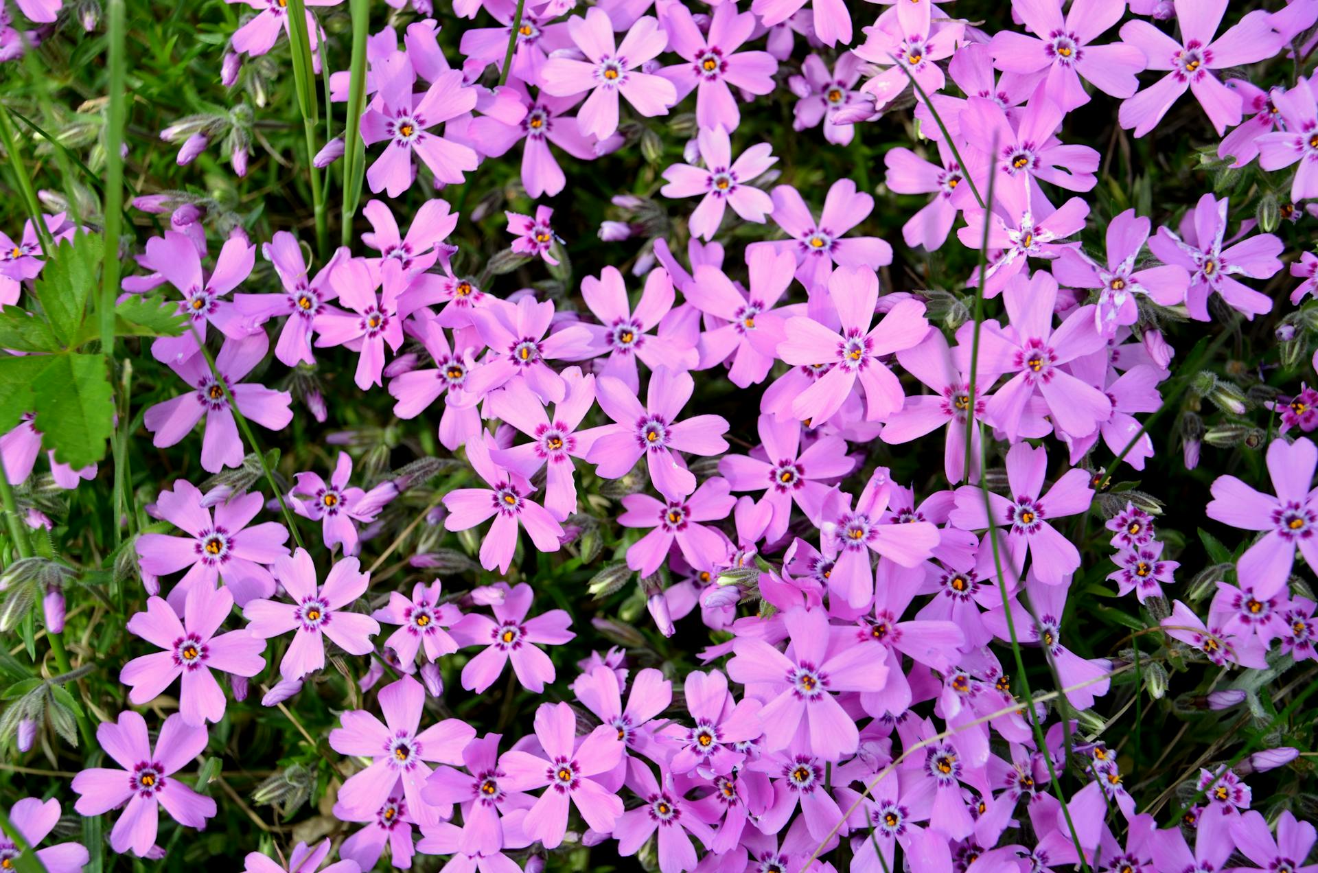 Phlox Subulata - 9cm Pot