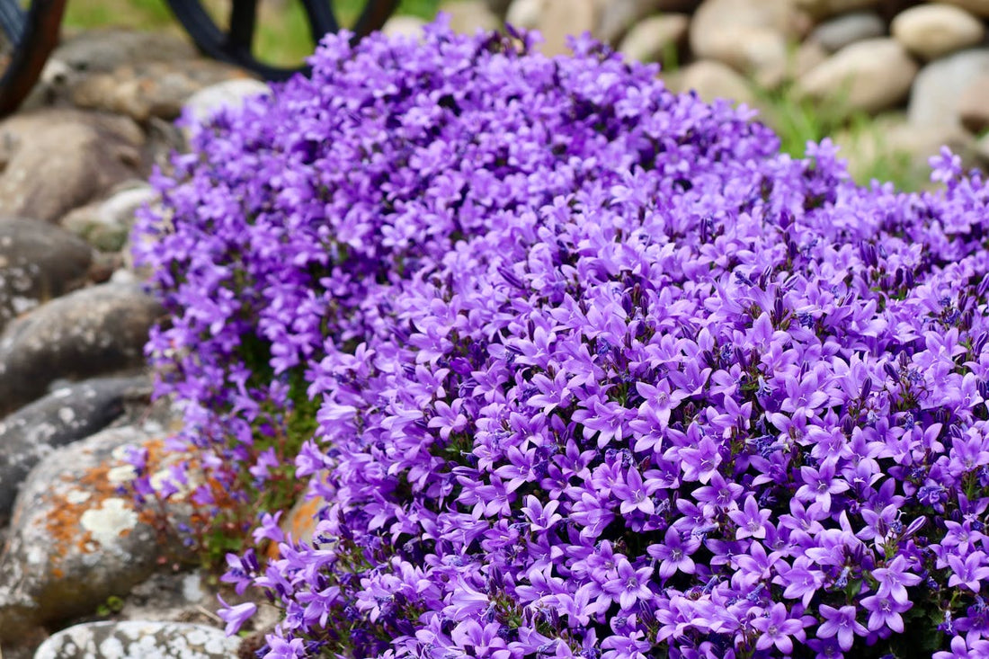 Campanula ‘Portenschlagiana’ - 9cm Pot
