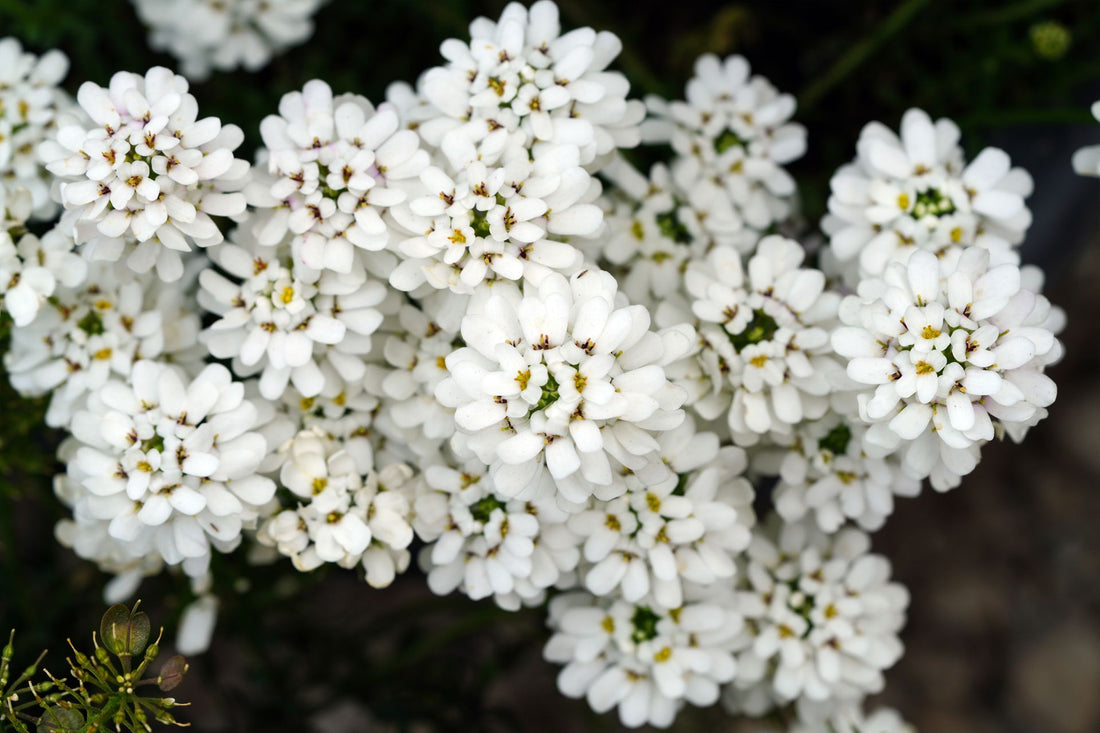 Iberis ‘Snowflake’ - 9cm Pot