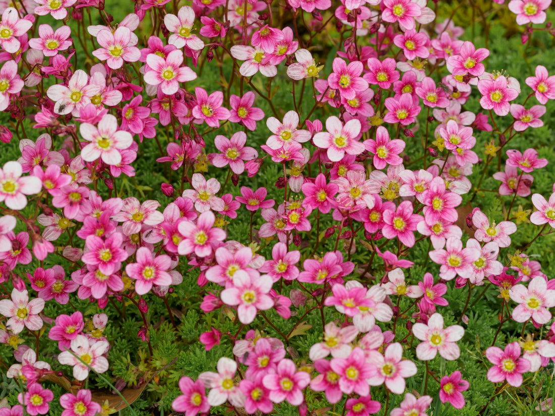 Saxifraga ‘Alpino Early Pink’ - 9cm Pot