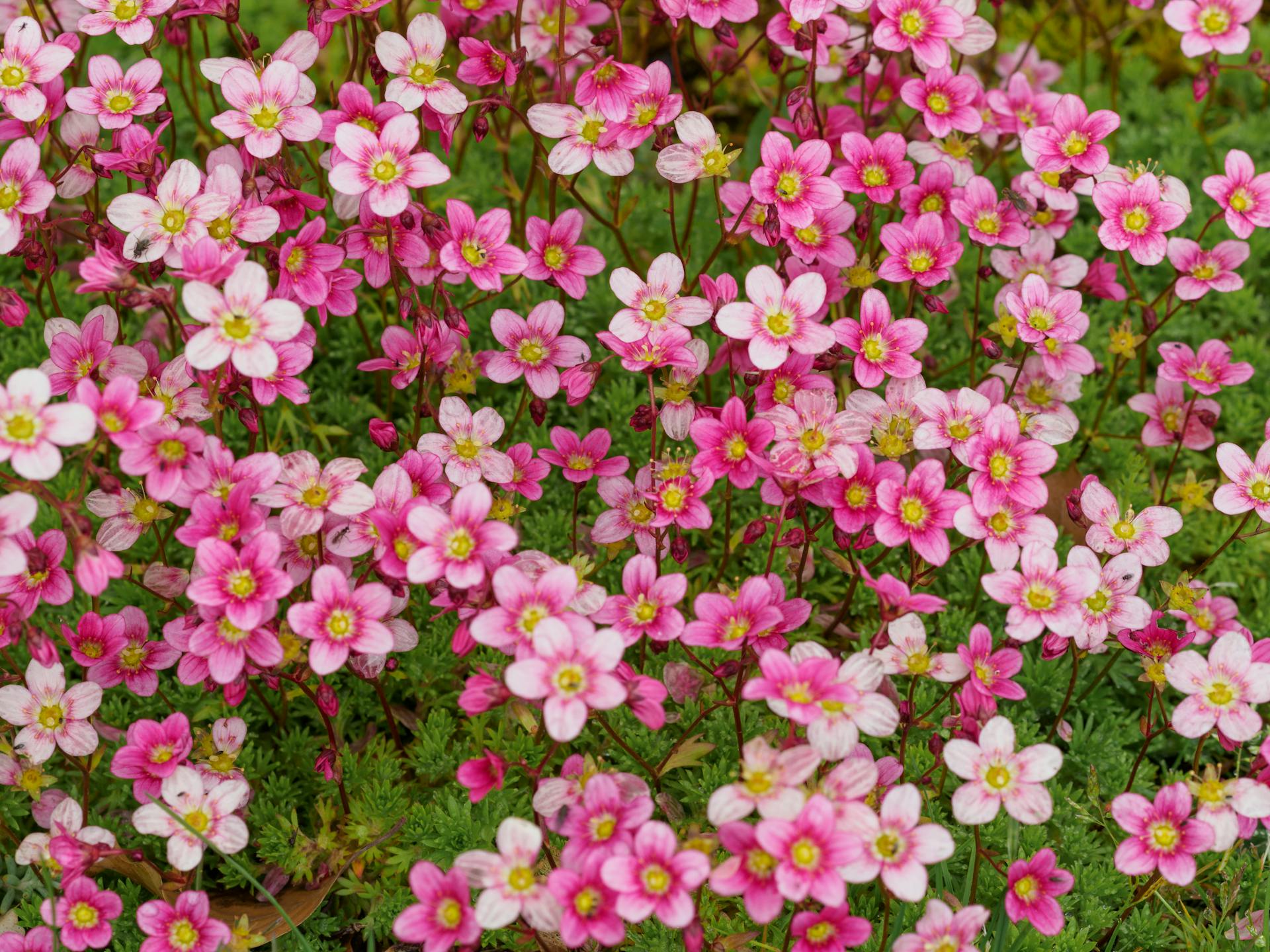 Saxifraga ‘Alpino Early Pink’ - 9cm Pot