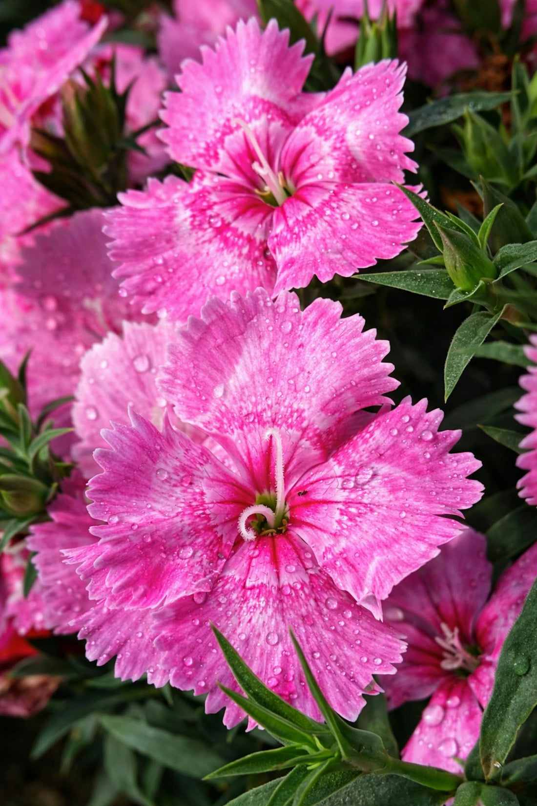 Dianthus ‘Tiny Rubies’ - 9cm Pot