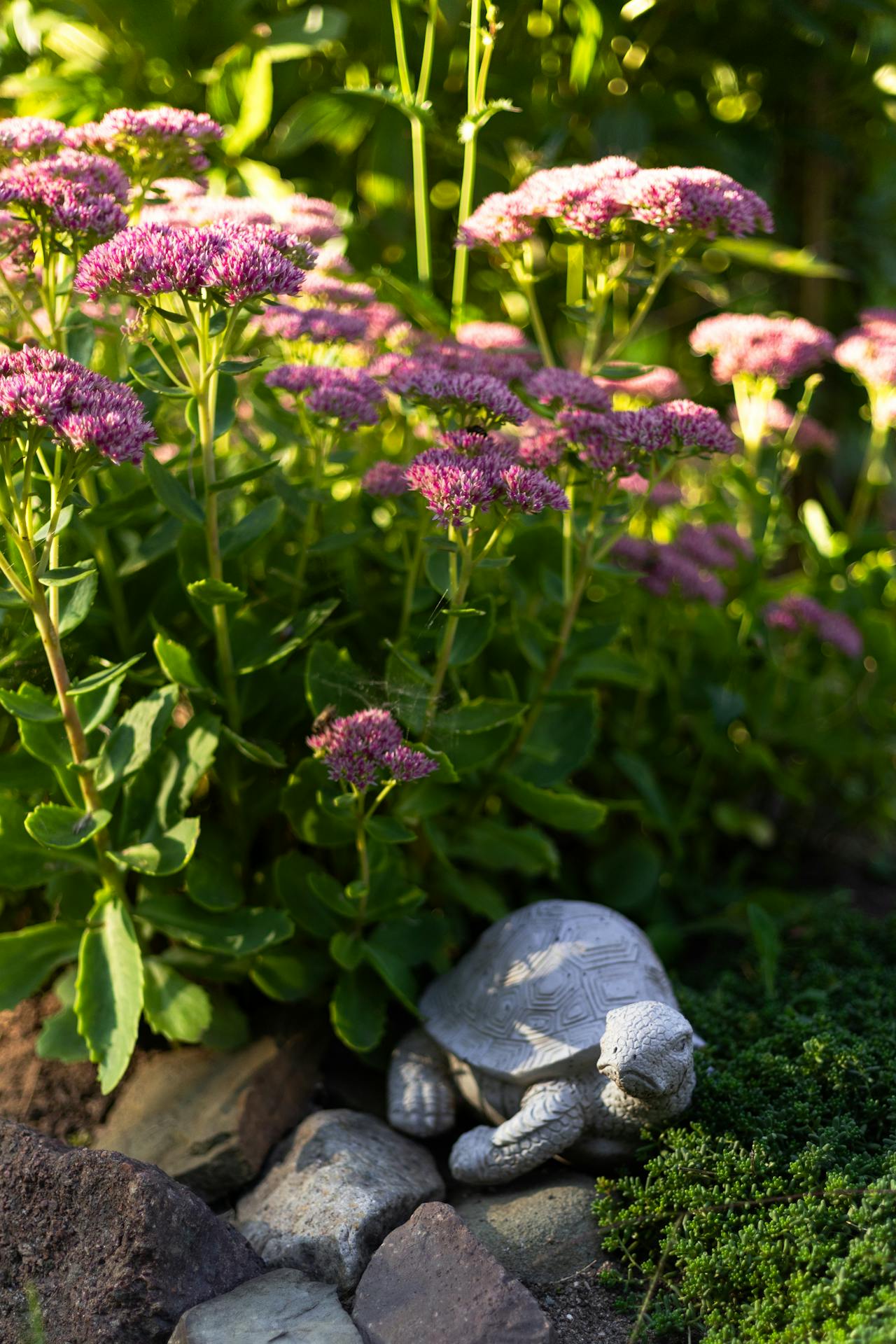 Sedum ‘Autumn Joy’ - 9cm Pot