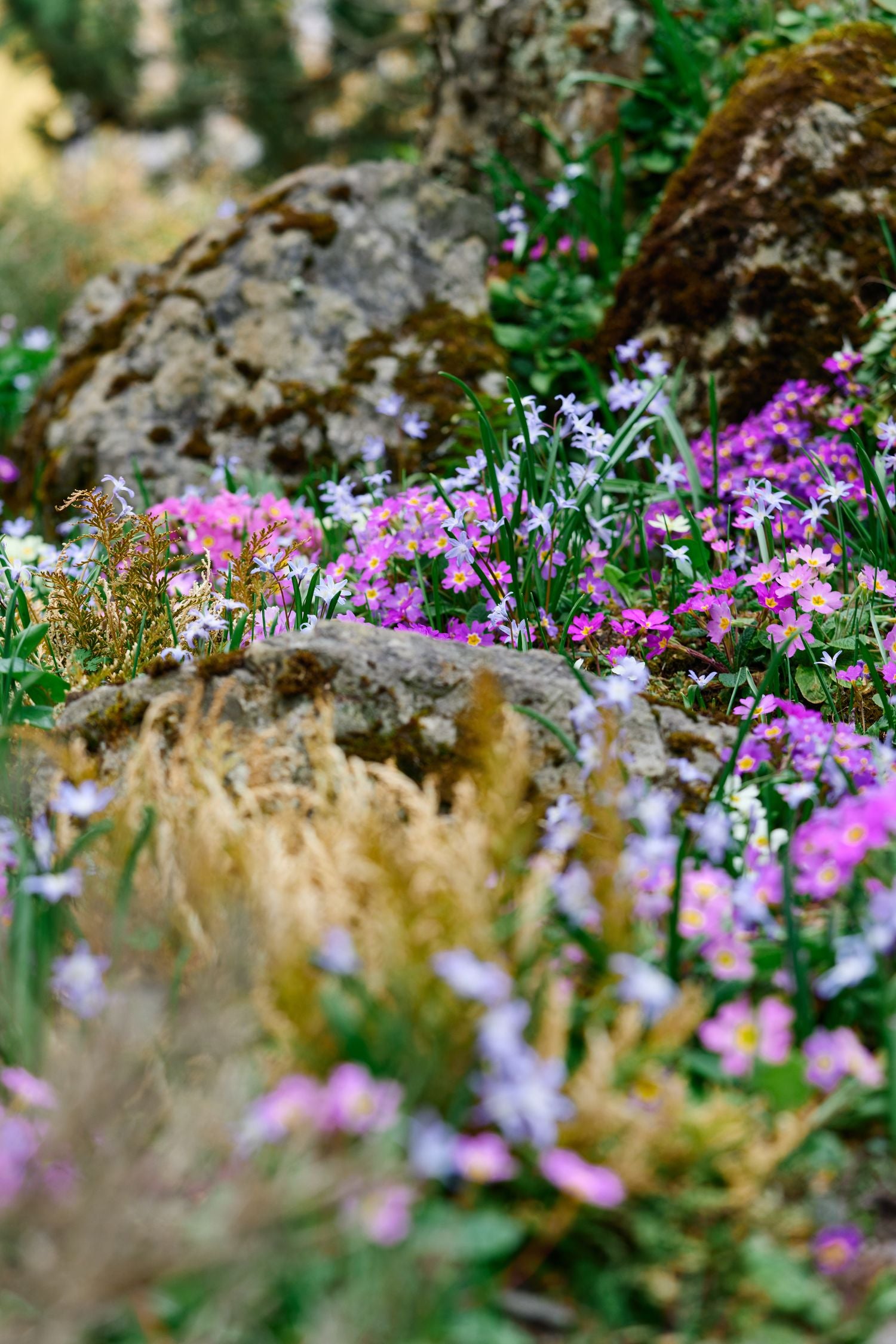 Alpine Plants