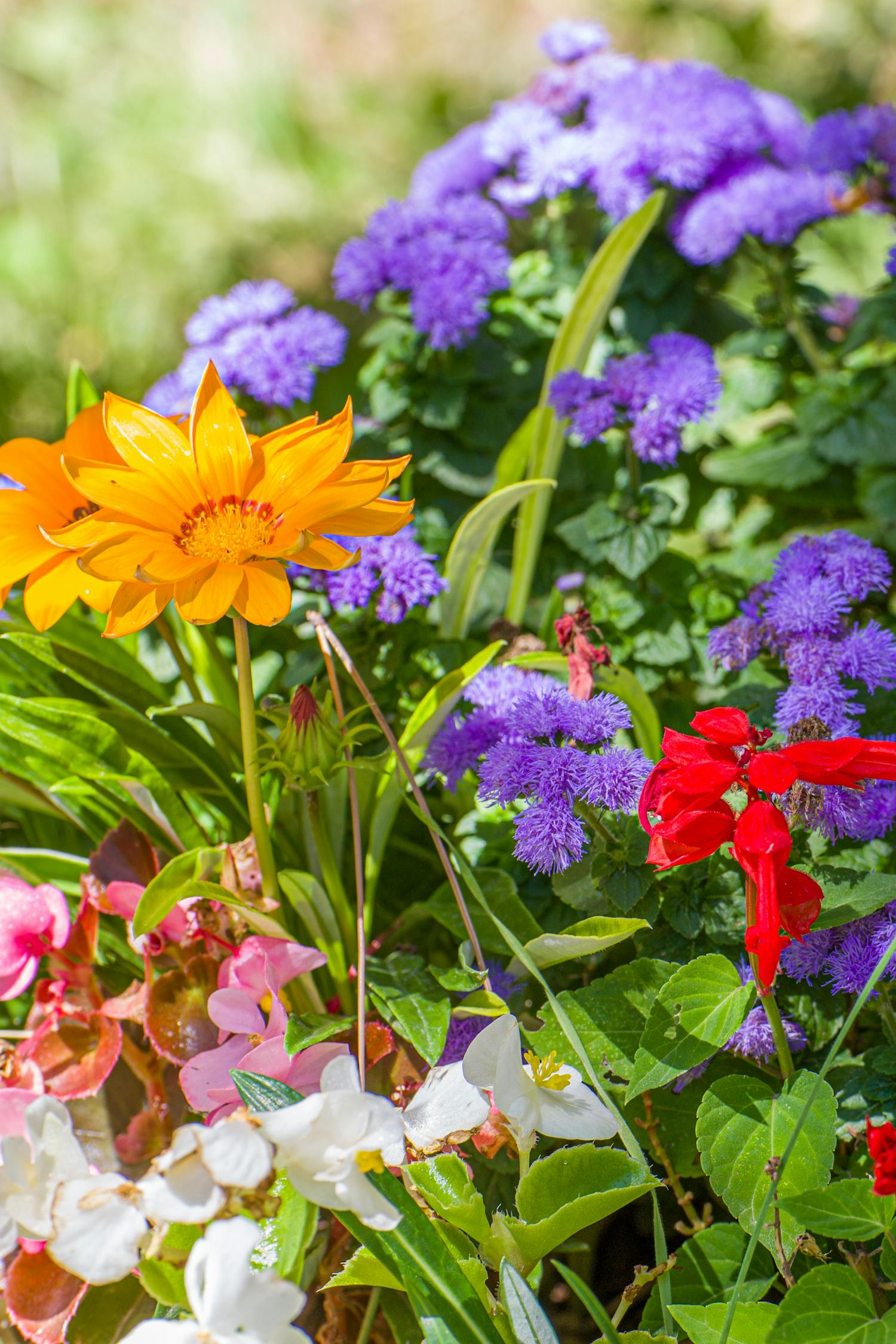 Perennial Plants