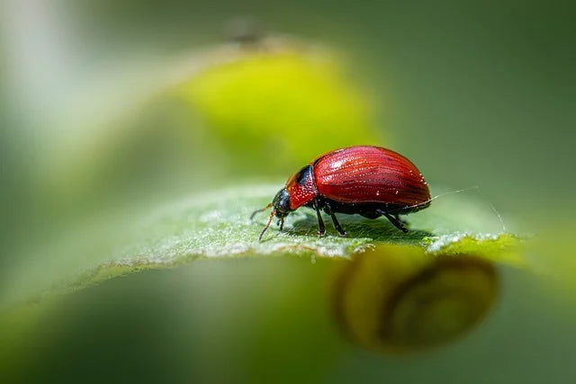 Garden Pest, Weed &amp; Bio Control