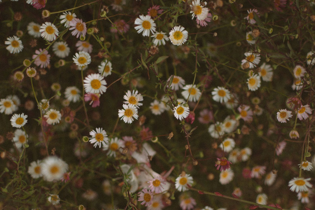 Erigeron Karvinskianus - 9cm Pot