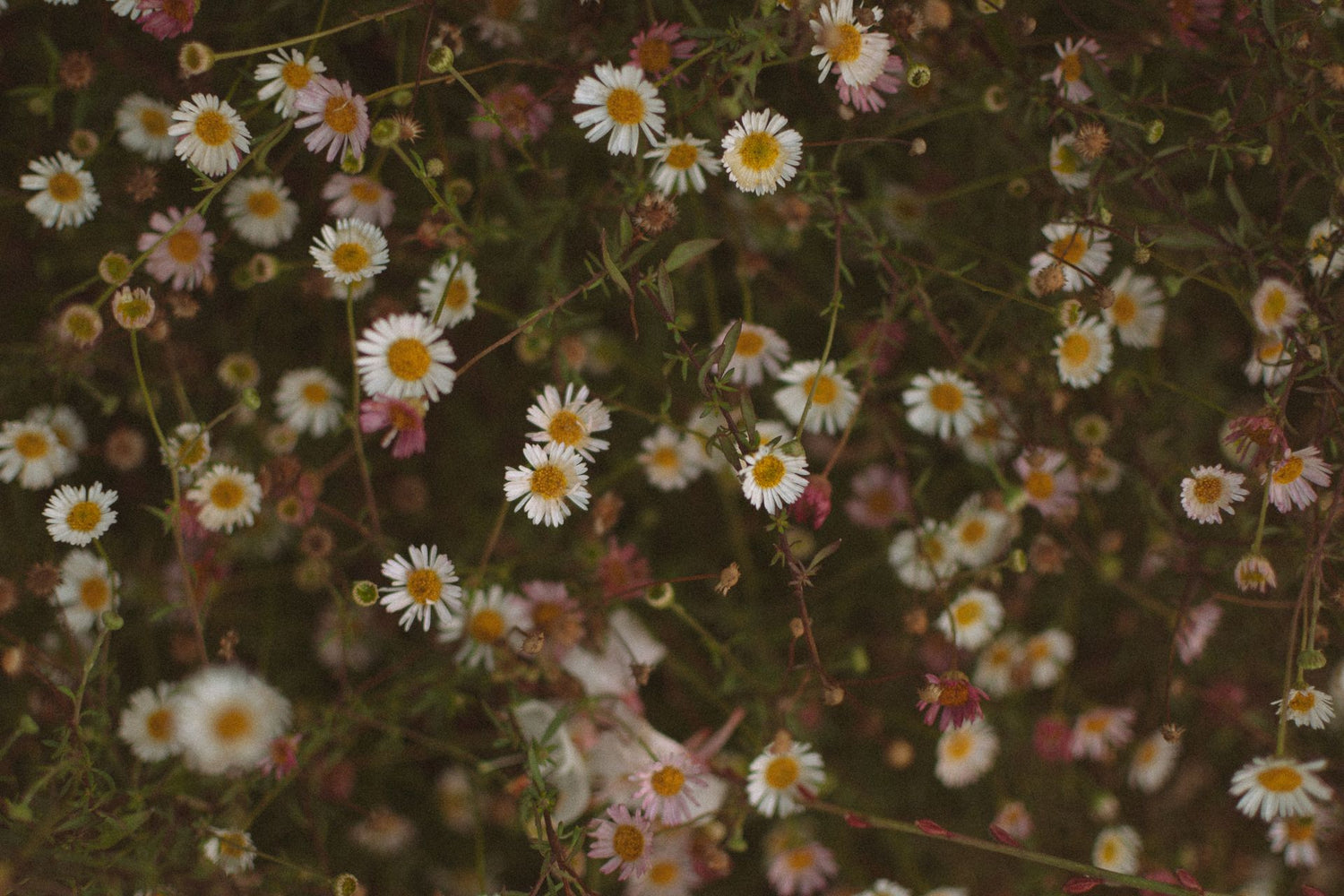 Erigeron Karvinskianus - 9cm Pot