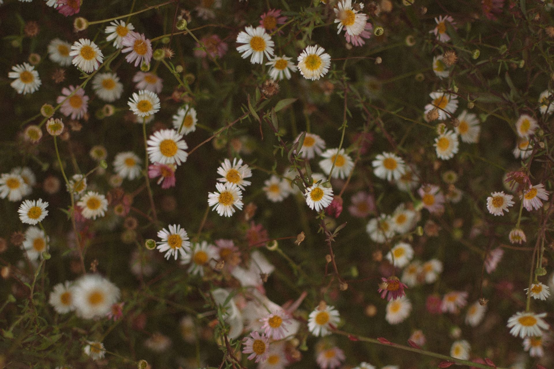 Erigeron Karvinskianus - 9cm Pot