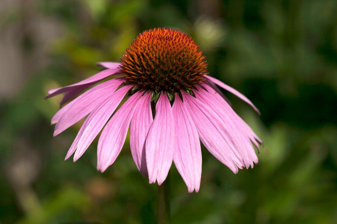 Echinacea Purpurea - 9cm Pot