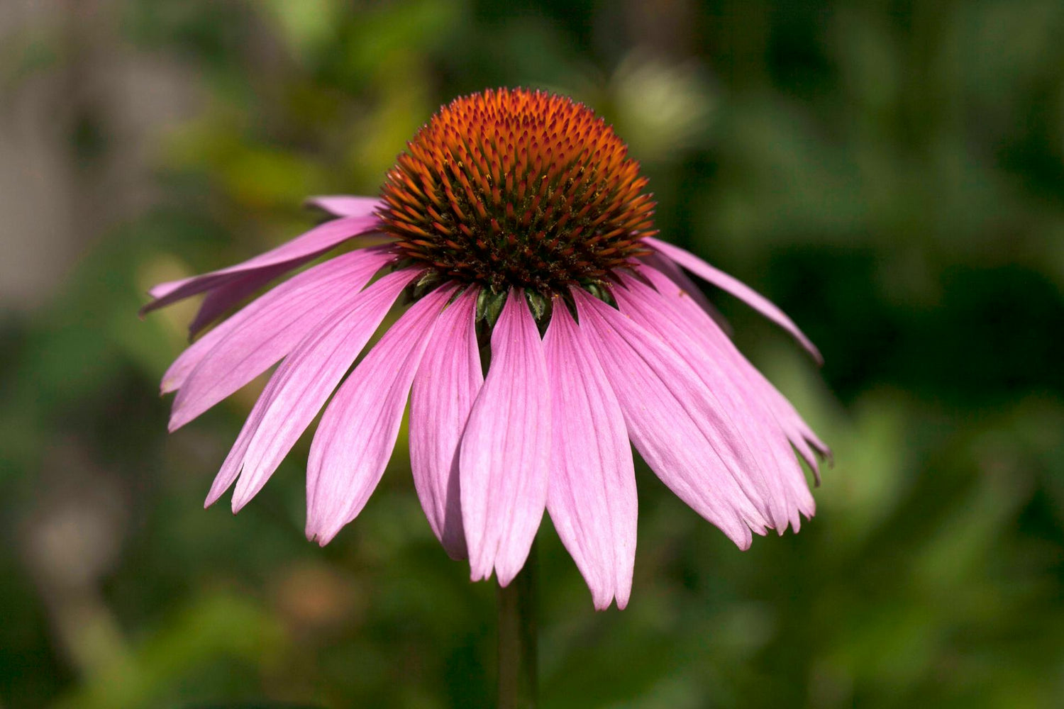 Echinacea Purpurea - 9cm Pot