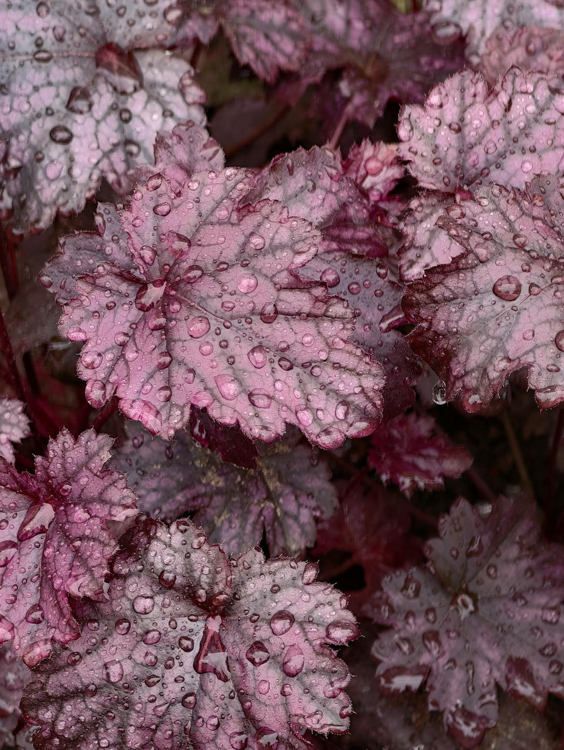 Heuchera ‘Palace Purple’ - 9cm Pot
