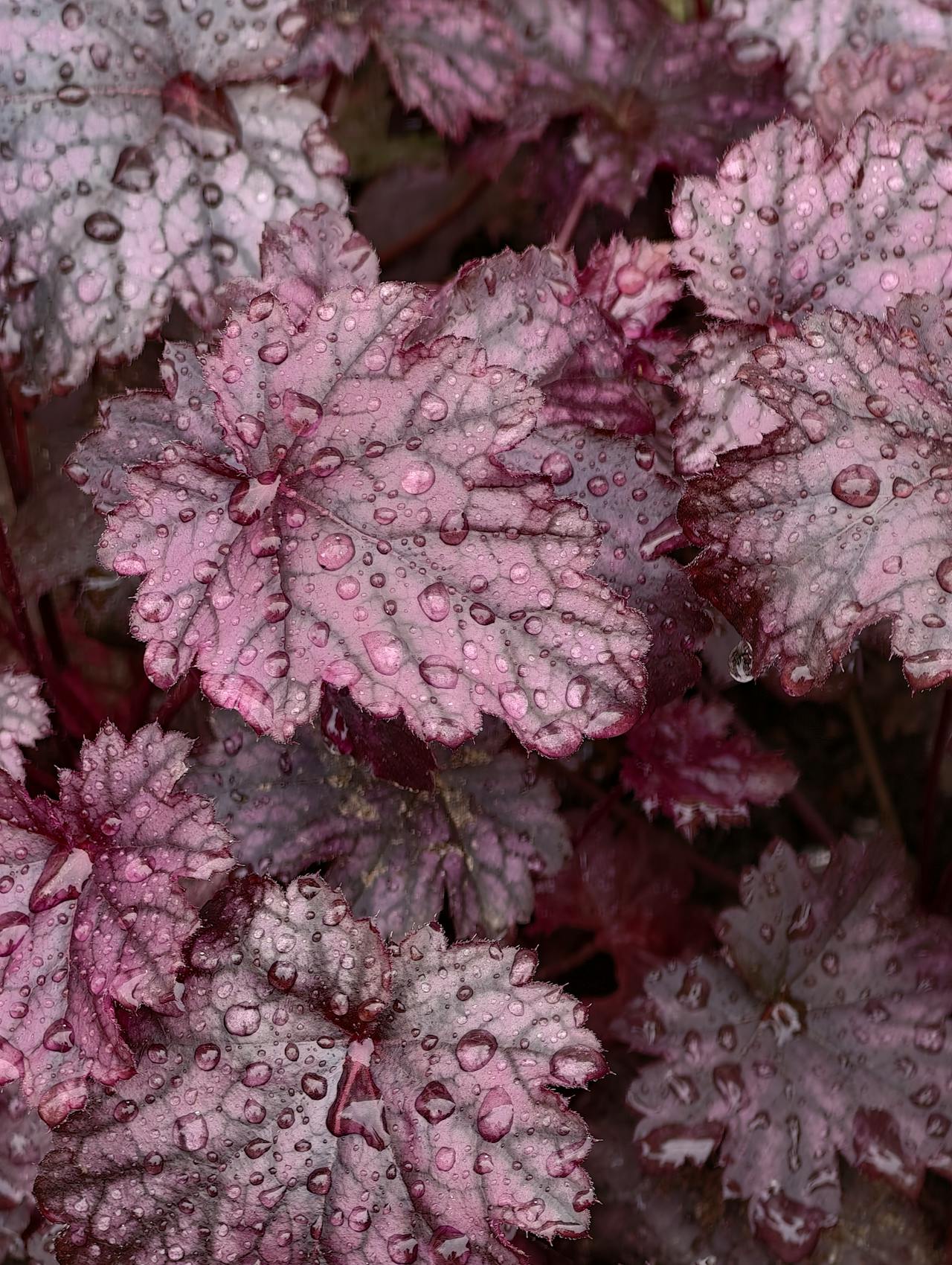 Heuchera ‘Palace Purple’ - 9cm Pot