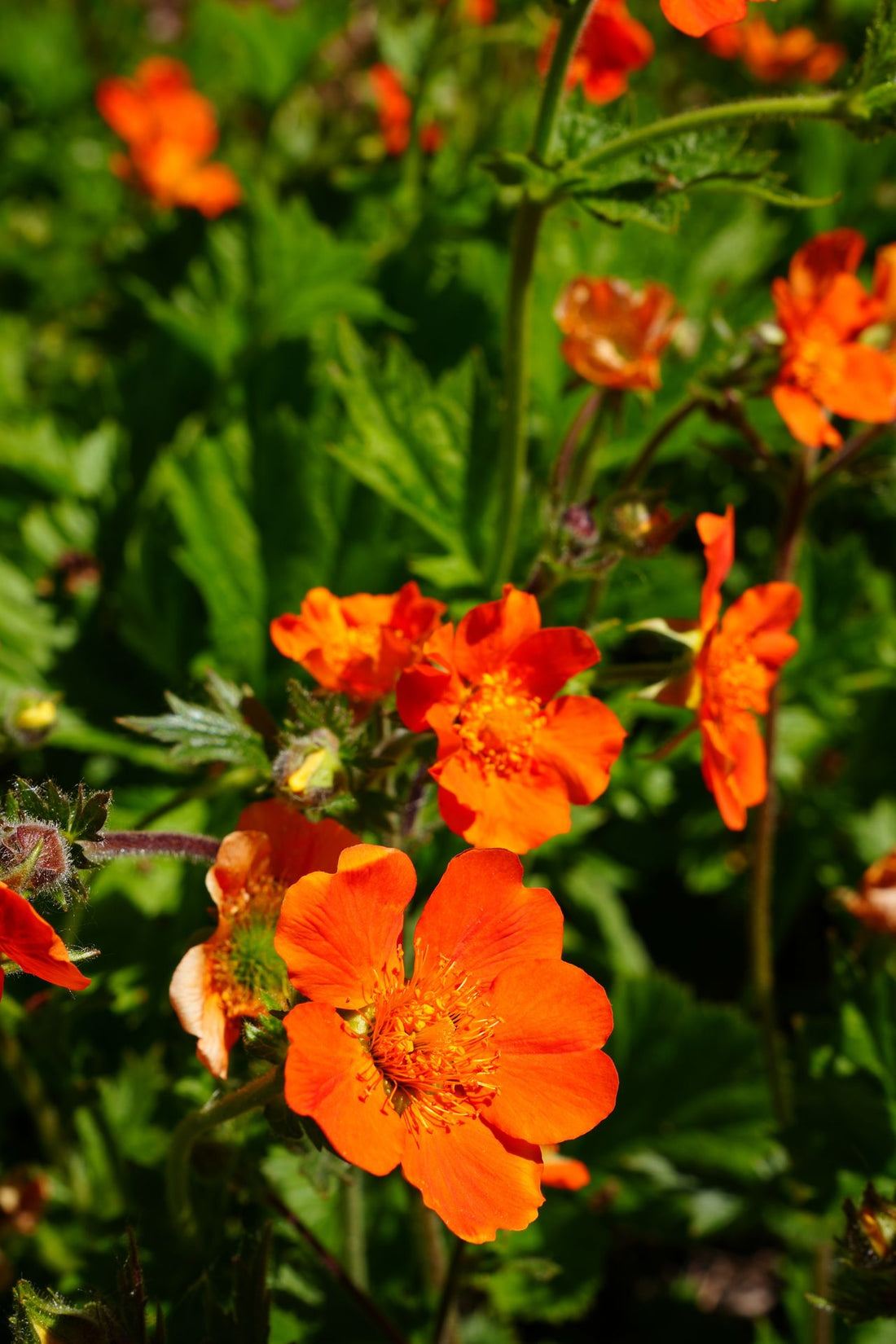 Geum ‘Totally Tangerine’ - 9cm Pot