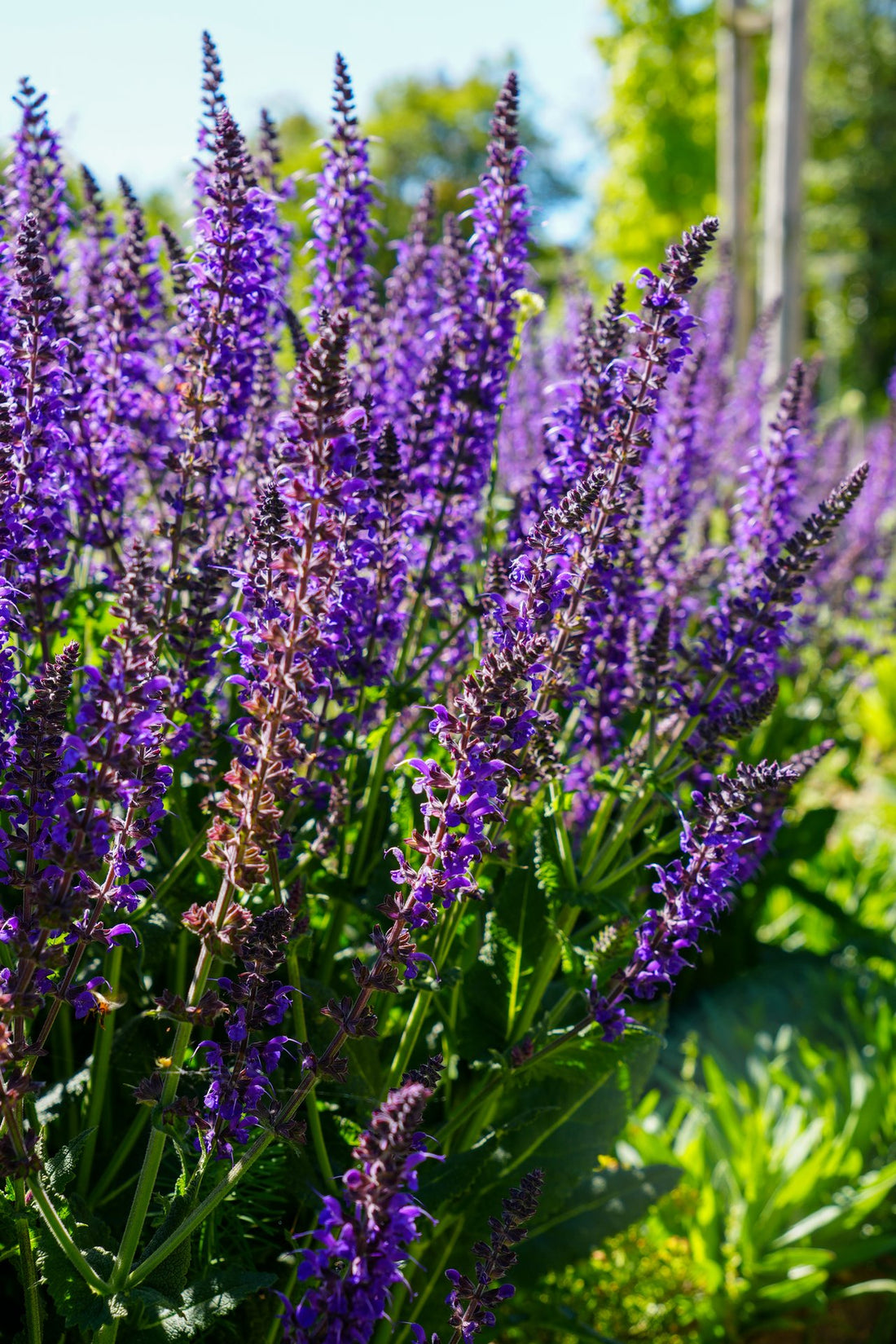 Salvia ‘Caradonna’ - 9cm Pot