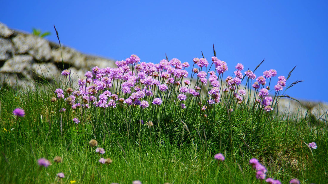 Armeria Maritima - 9cm Pot