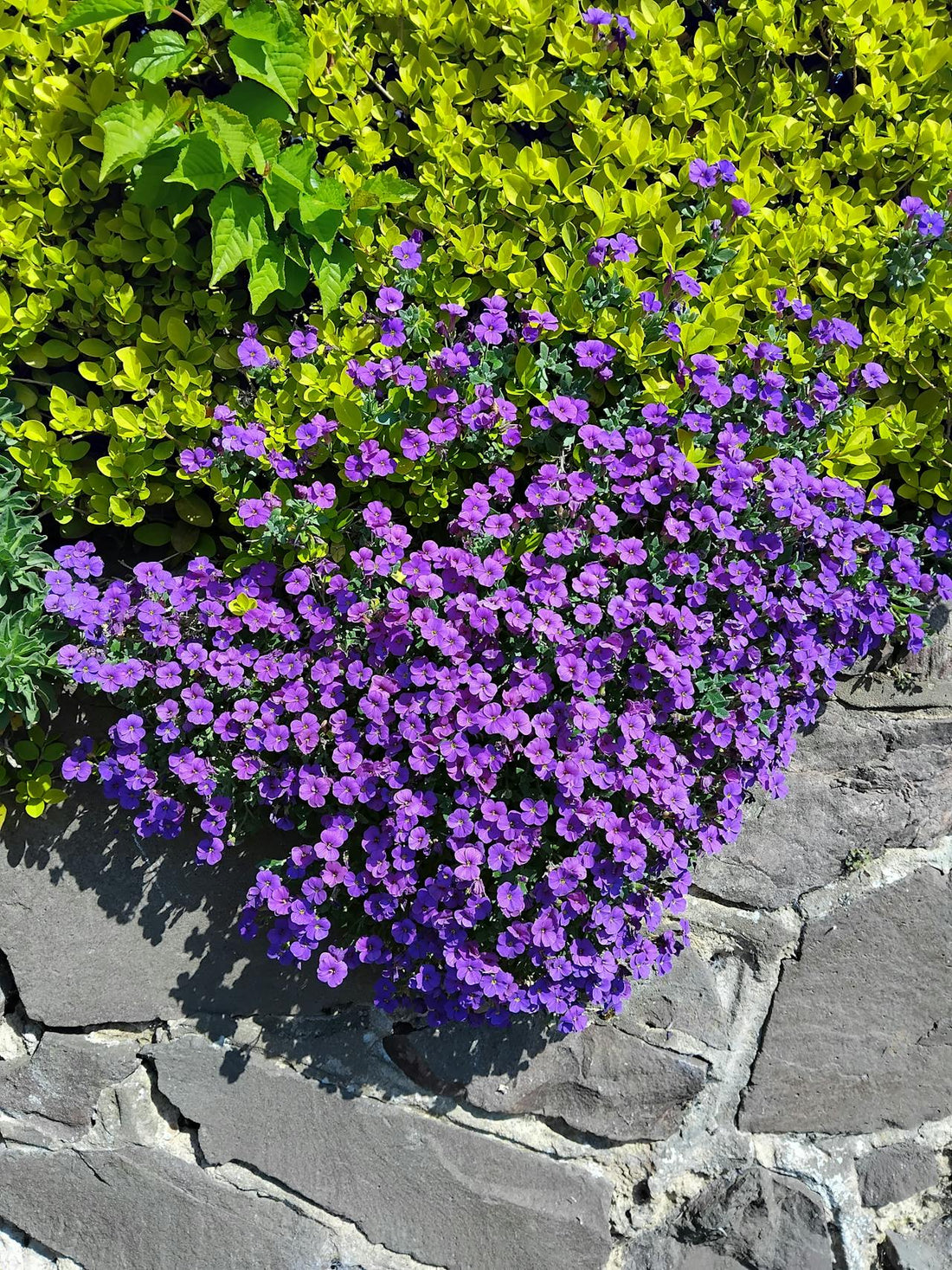 Aubrieta ‘Cascade Purple’ - 9cm Pot