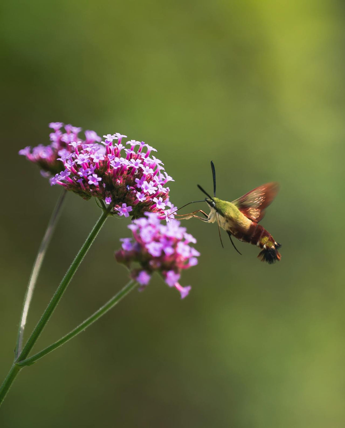 Verbena ‘Bonariensis’ - 9cm Pot