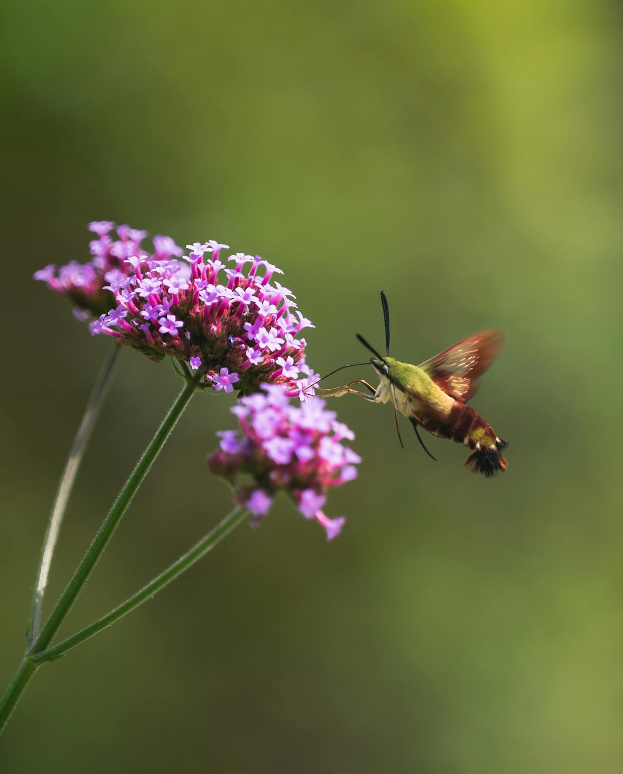 Verbena ‘Bonariensis’ - 9cm Pot