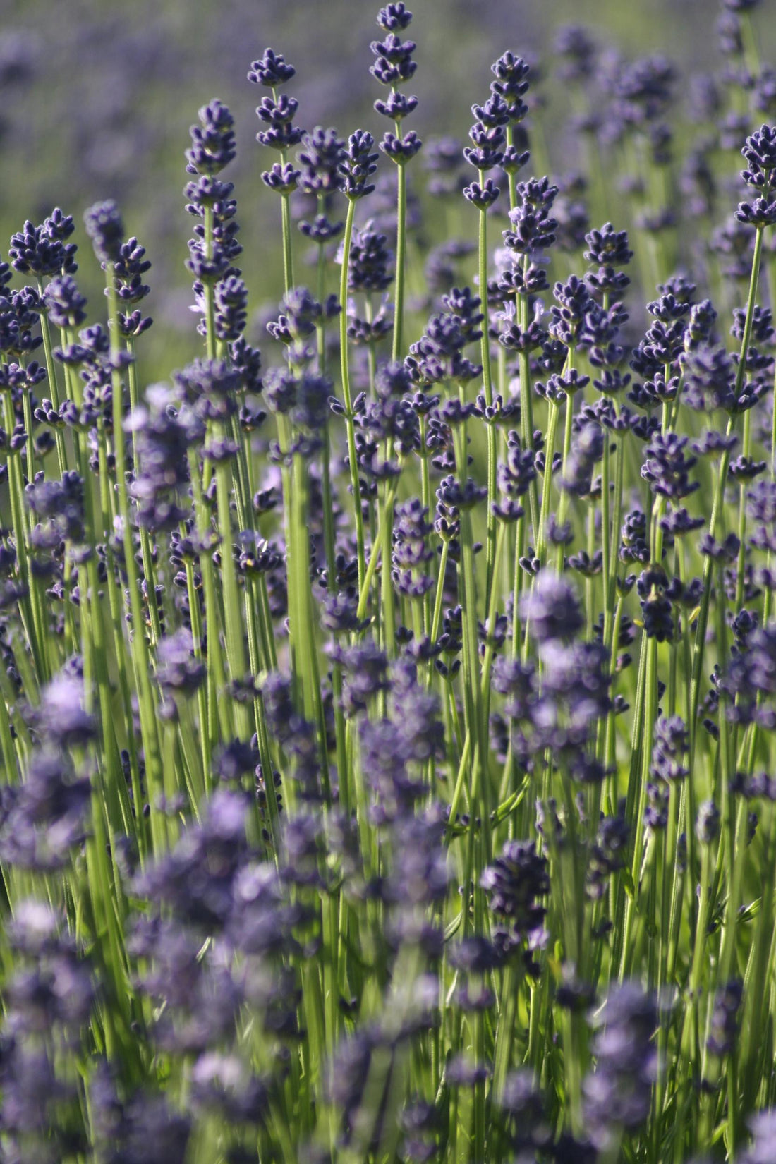 Lavandula ‘Hidcote’ - 9cm Pot