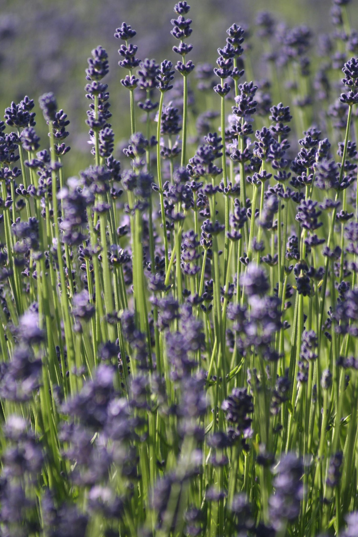 Lavandula ‘Hidcote’ - 9cm Pot