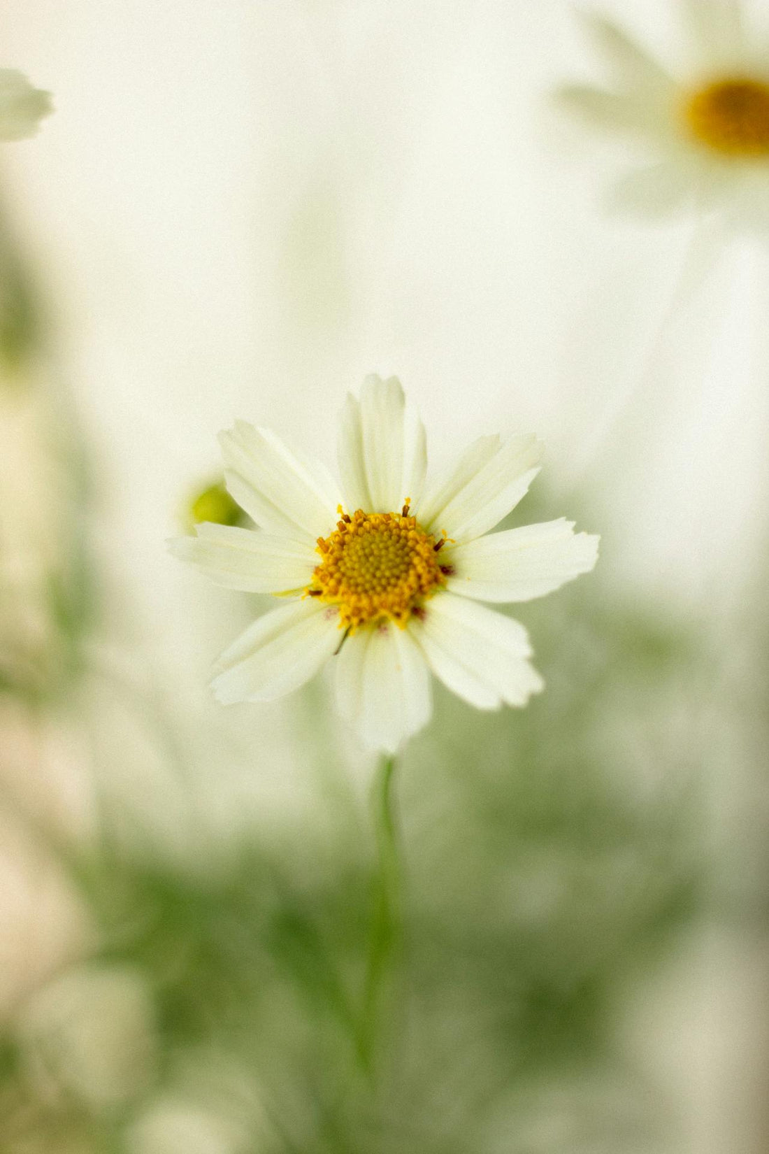 Coreopsis ‘Moonbeam’ - 9cm Pot