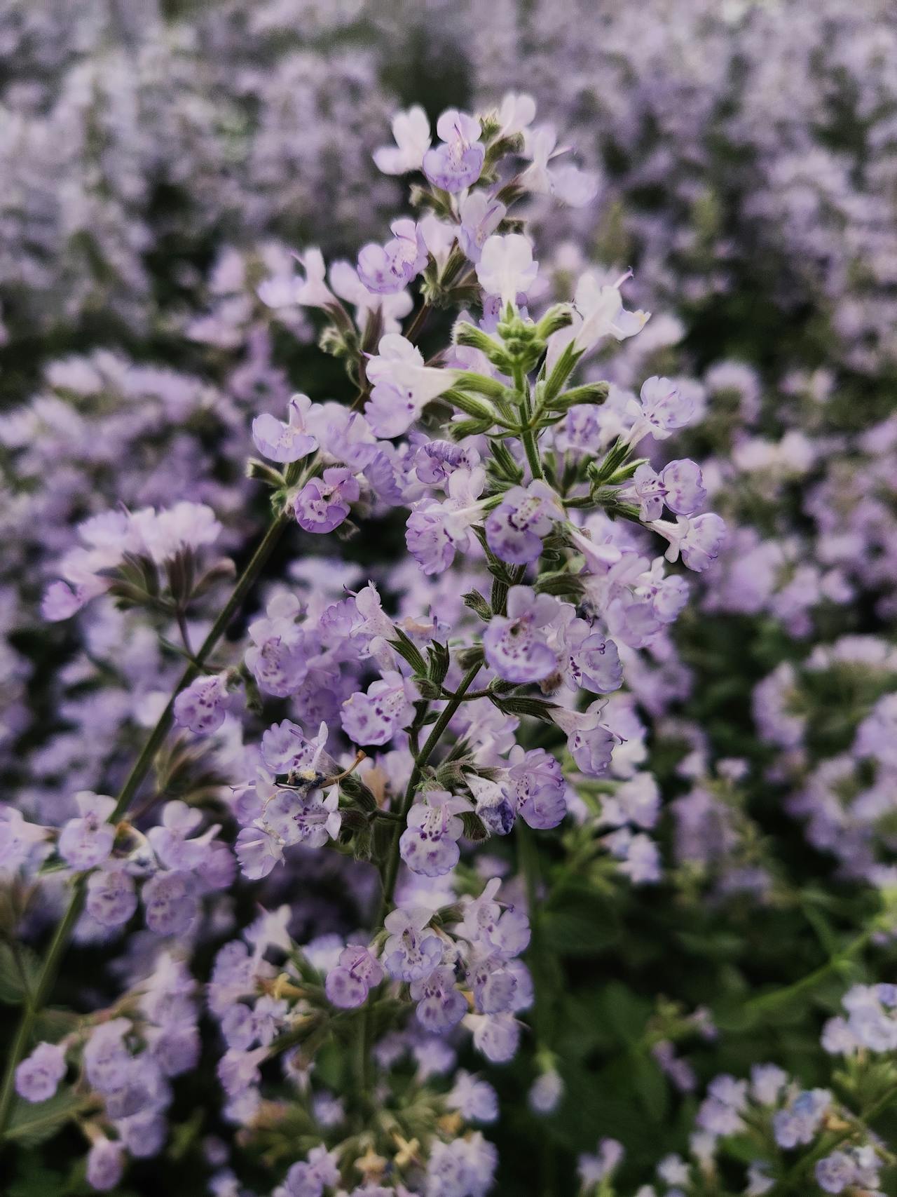 Nepeta ‘Walker’s Low’ - 9cm Pot