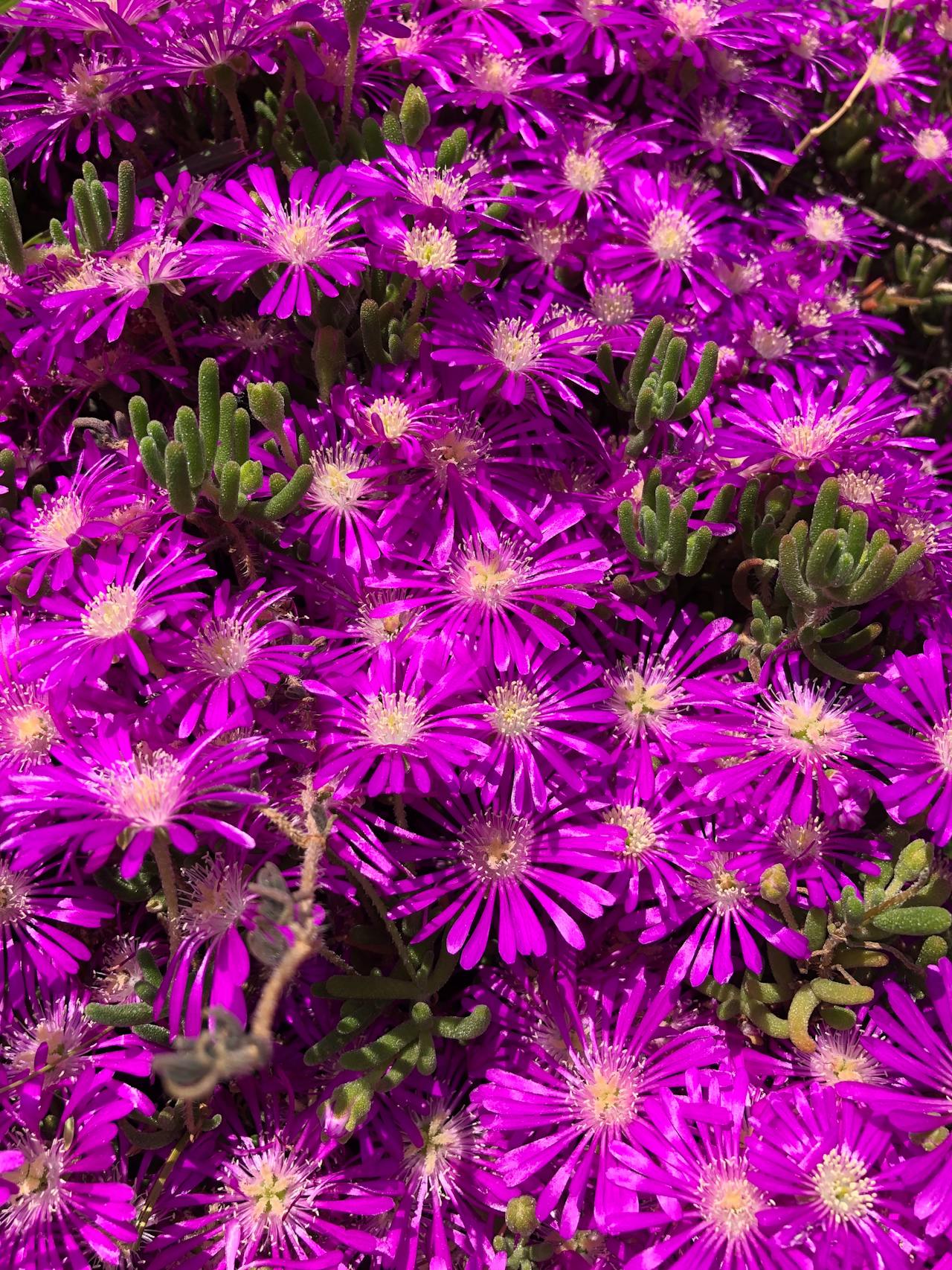 Delosperma Cooperi - 9cm Pot