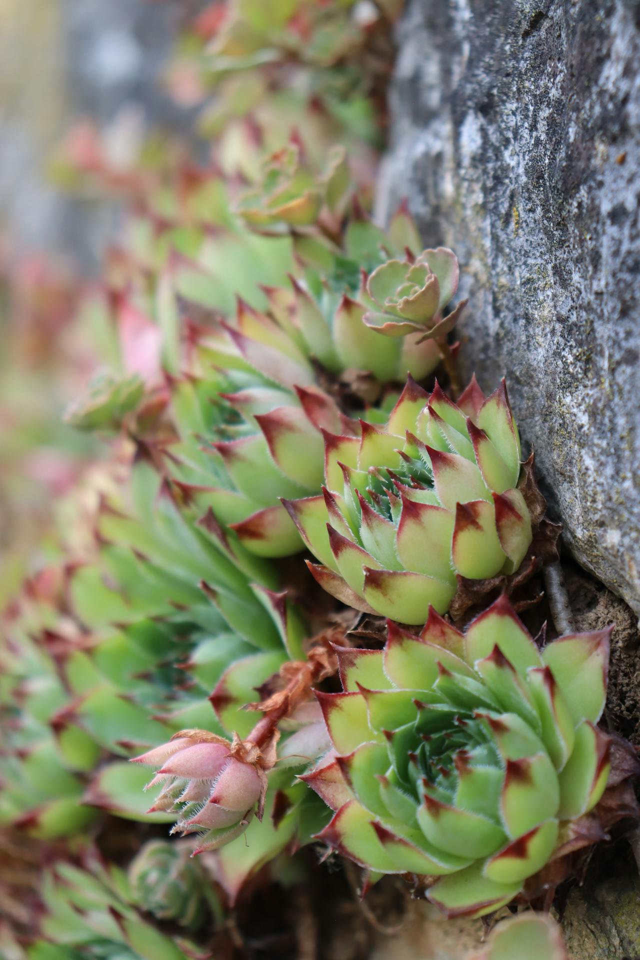 Sempervivum Mixed - 9cm Pot